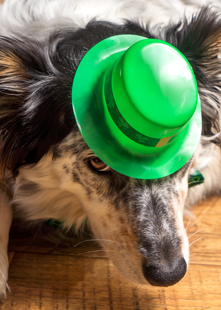 Border collie Australian shepherd dog canine pet wearing green Irish leprachaun saint patrick day hat costume while lying on wooden floor looking at camera in a mischievous guilty prankster wayの写真素材