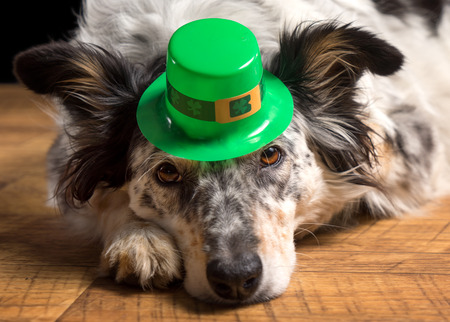 Border collie Australian shepherd dog canine pet wearing green Irish leprachaun saint patrick day hat costume while lying on wooden floor looking at camera in a mischievous guilty prankster wayの写真素材