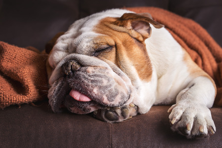 English Bulldog dog canine pet on brown leather couch under blanket looking sad bored lonely sick tired exhaustedの写真素材