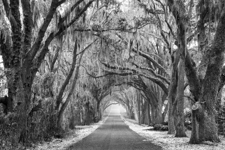 Lines of old live oak trees with spanish moss hanging down on a scenic southern country road in black and white or monochromaticの写真素材