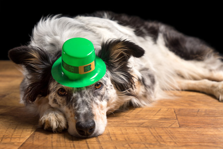 Border collie Australian shepherd dog canine pet wearing green Irish leprachaun saint patrick day hat costume while lying on wooden floor looking at camera in a mischievous guilty prankster wayの写真素材