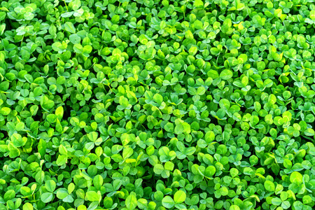 Field of green clover blanketing the ground in the springの写真素材