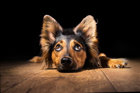 Black and brown mix breed dog or canine lying down on wooden floor isolated on black background looking up with big eyes and perky ears while curious interested adorable cute watching patient wanting hungry focused begging wishing hopingの写真素材