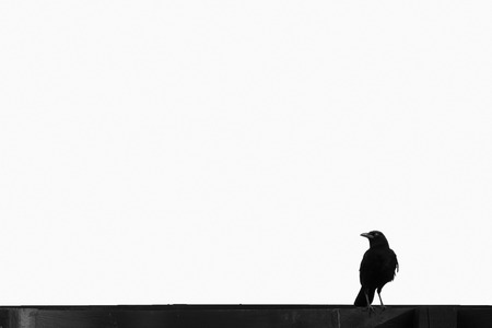 Black crow perched on a black fence isolated on white backgroundの写真素材