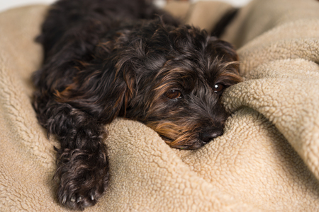 Small Black Shih Tzu mix breed dog canine lying down on soft blanket bed while uncertain alone sick bored lonely depressed ill tired exhausted worn outの写真素材