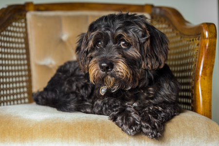 Small Black Shih Tzu mix breed dog canine lying down on chair while curious patient waiting watching sad uncertain alone sick bored lonely guiltyの写真素材