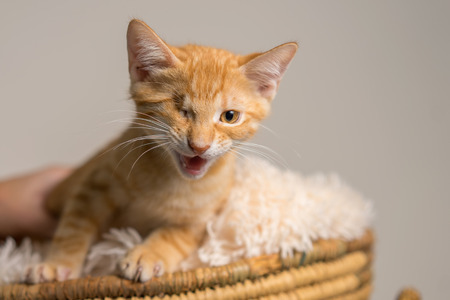 Young yellow domestic shorthair cat kitten with one eye in basket with blanket looking unhappy angry upset distressedの写真素材