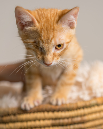 Young yellow domestic shorthair cat kitten with one eye in basket looking determined readyの写真素材
