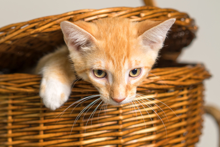Young yellow domestic shorthair cat kitten feline coming out of a wicker picnic basket isolatedの写真素材