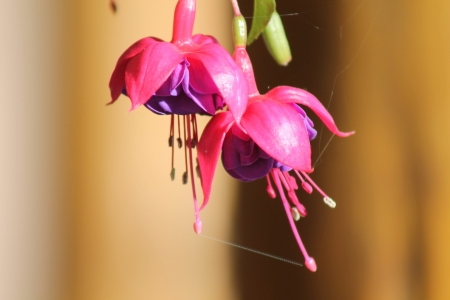 Flowerの写真素材