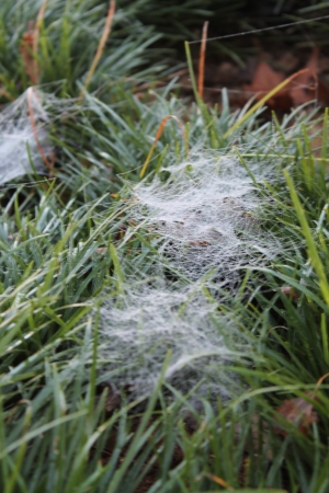 Cobwebsの写真素材