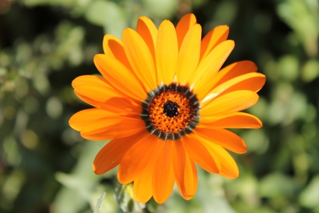 Daisyの写真素材