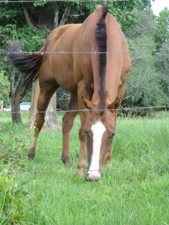 Horseの写真素材