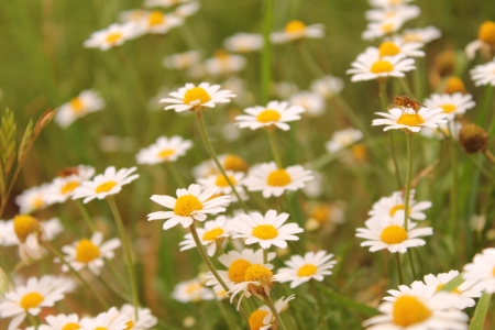 Daisyの写真素材