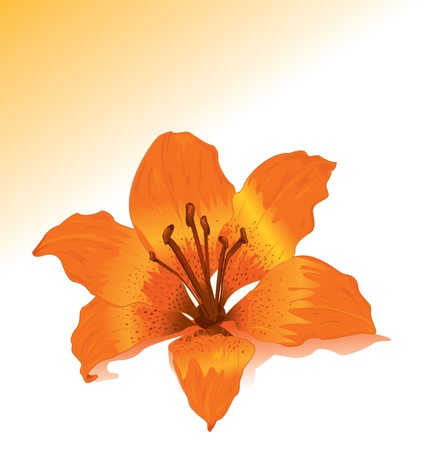 Vector orange lilyのイラスト素材