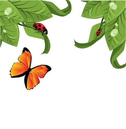 Ladybird on leaf, vector illustration,のイラスト素材