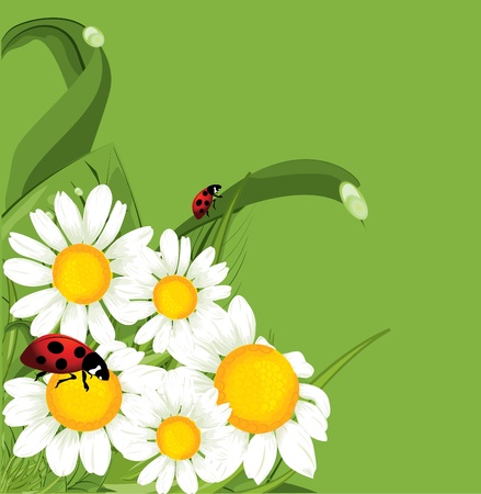 vector ladybird green background のイラスト素材