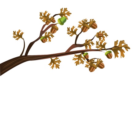 acorns のイラスト素材