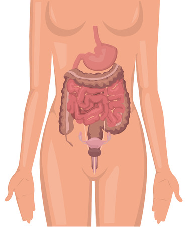 Women body digestive system illustrationのイラスト素材