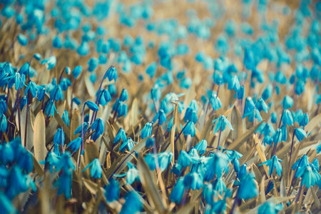 Blue snowdrops in marchの写真素材