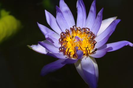 lotus blossomの写真素材