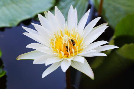 White lotus blossom thailandの写真素材