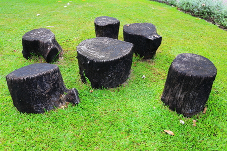 Stump in the gardenの写真素材