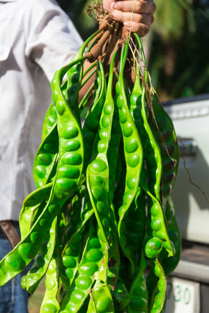 strange vegetable thailandの写真素材