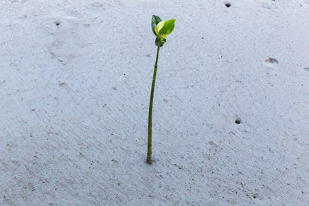 Little mangroveの写真素材