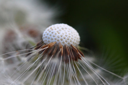 macro picture of a dandelion flower