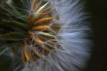 dandelionの写真素材