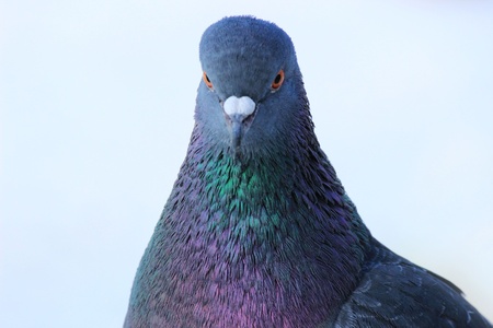 Isolated portrait of pigeonの写真素材