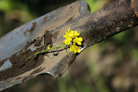 Yellow flowers of rape in the shovelの写真素材