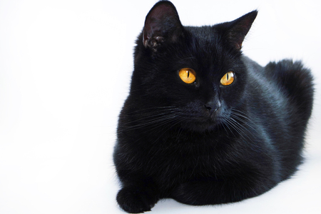 Black cat. Very beautiful cat. Isolated black cat background.の写真素材
