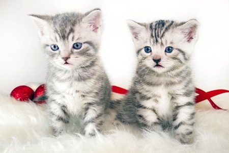 kittens striped gray sitting. kittens pets beautiful kittensの写真素材