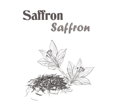 saffron spice. Sketch style vector illustration of saffronのイラスト素材