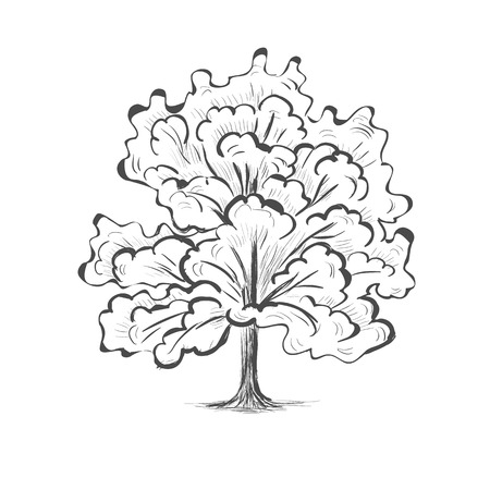 Oak tree sketch tree silhouette illustration picture vectorのイラスト素材