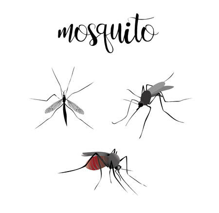 Mosquitoes are blood sucking. Insects set vector mosquitoes collectionのイラスト素材