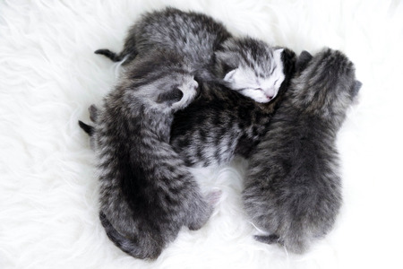 Newborn kittens striped. Blind kittens British, Scottish cat
