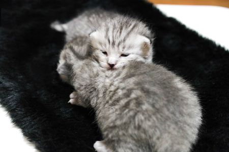 Kittens sleeping striped newborn eyes closed babyの写真素材