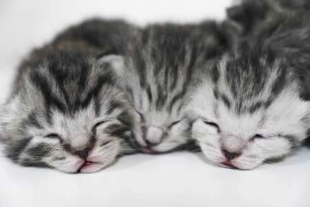 Kittens sleeping striped newborn eyes closed  baby catの写真素材