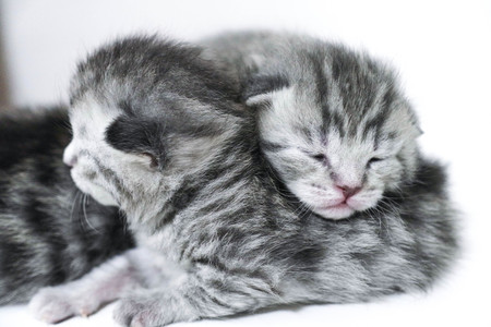 Kittens sleeping striped newborn eyes closed  baby catの写真素材