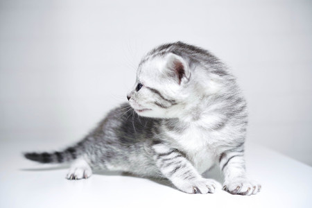 Kitten striped baby with a silver color. elegant kittenの写真素材