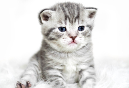 Kitten with blue eyes sitting. Cute gray striped purebred kitten.の写真素材