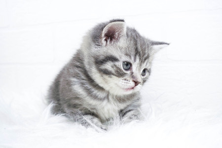 Kitten gray striped color portrait lying on a white backgroundの写真素材