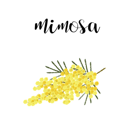 Mimosa branch. Spring flower illustration vector artのイラスト素材
