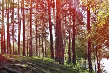 Trees in the forest by the lake. Deciduous and coniferous trees. Forest Landscapeの写真素材