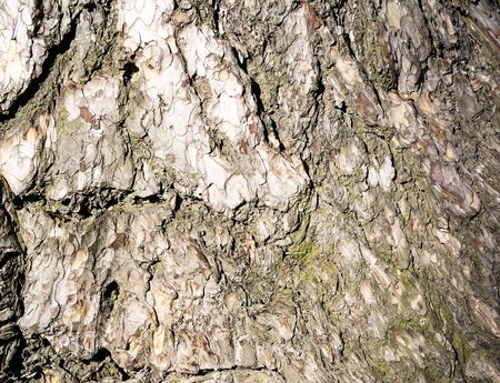 Bark . Background of a tree  bark.