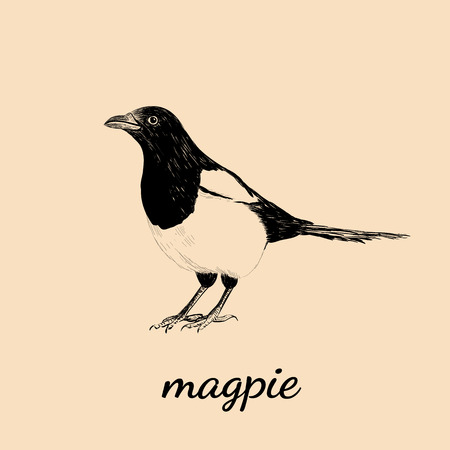 Magpie sketch vector illustration. Bird Magpie design hand drawingのイラスト素材