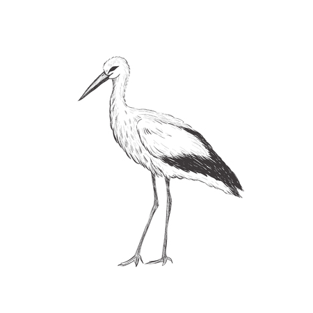 Stork sketch vector illustration. Hand sketching a stork for a designのイラスト素材